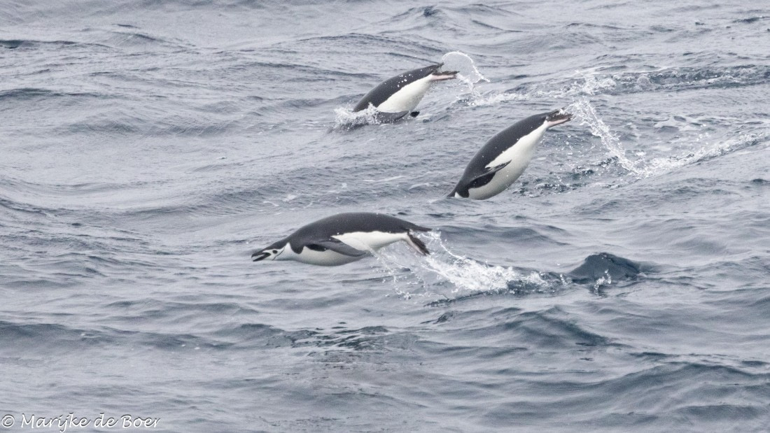 HDS30-25, Day 3, 20250316-398A3990 © Marijke de Boer - Oceanwide Expeditions.jpg