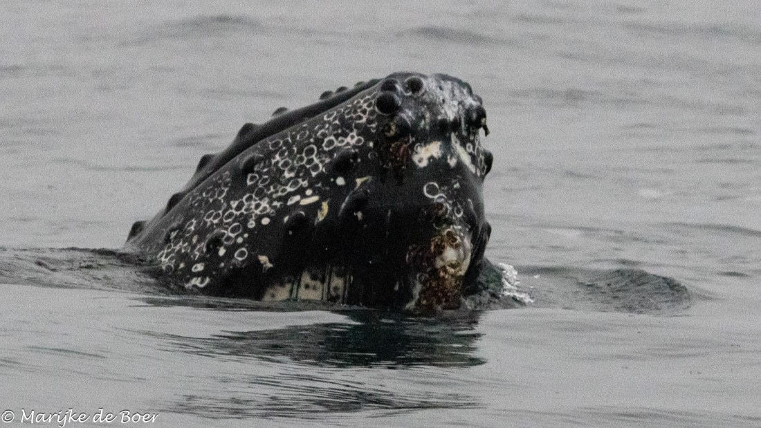HDS30-25, Day 4, 20250317-398A4042 © Marijke de Boer - Oceanwide Expeditions.jpg