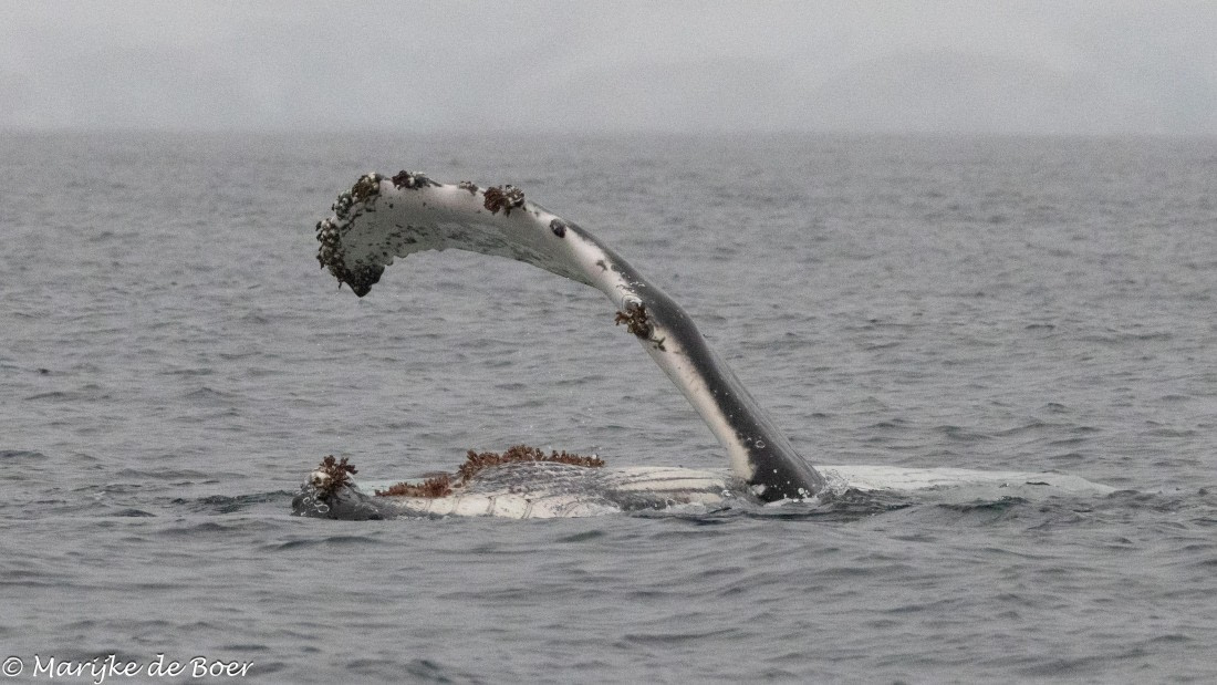 HDS30-25, Day 4, 20250317-398A4096 © Marijke de Boer - Oceanwide Expeditions.jpg