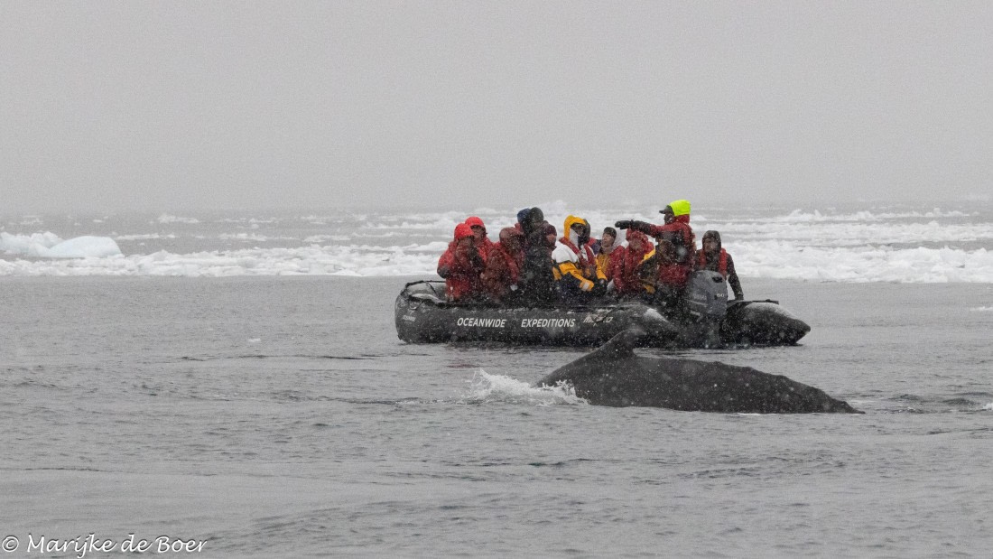 HDS30-25, Day 4, 20250317-398A4122 © Marijke de Boer - Oceanwide Expeditions.jpg