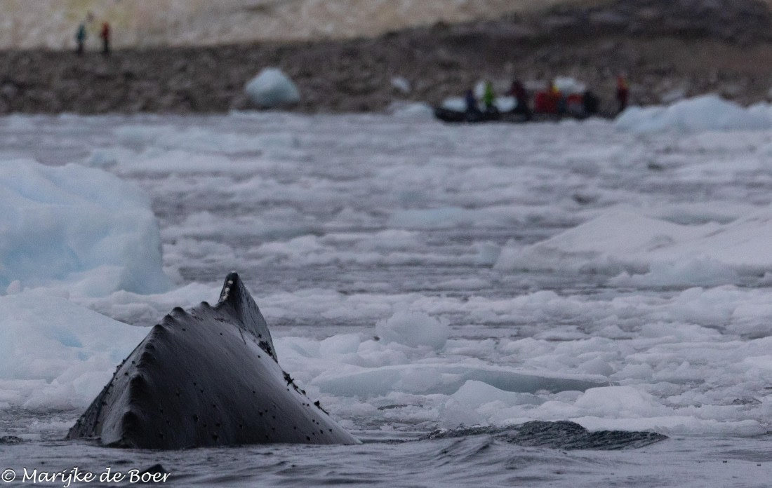 HDS30-25, Day 4, 20250317-398A4202 © Marijke de Boer - Oceanwide Expeditions.jpg