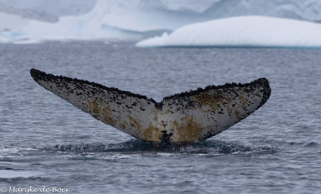 HDS30-25, Day 5, 20250318-398A4327 © Marijke de Boer - Oceanwide Expeditions.jpg