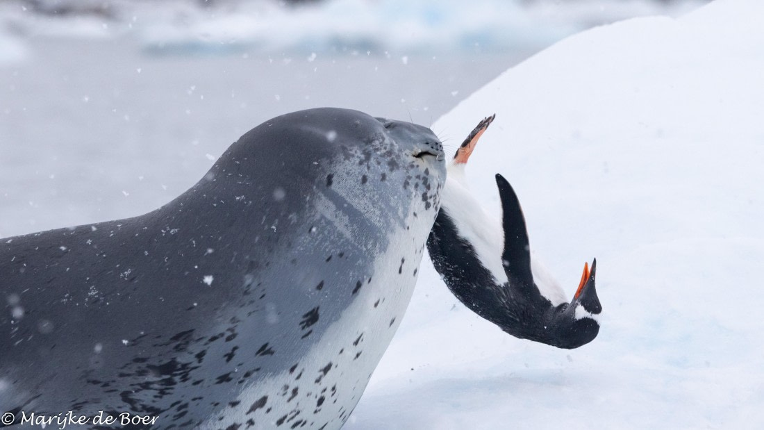 HDS30-25, Day 5, 20250318-398A4520 © Marijke de Boer - Oceanwide Expeditions.jpg