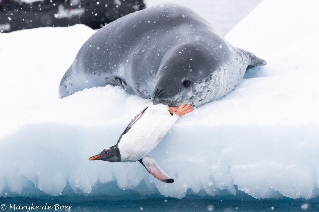 HDS30-25, Day 5, 20250318-398A4524 © Marijke de Boer - Oceanwide Expeditions.jpg