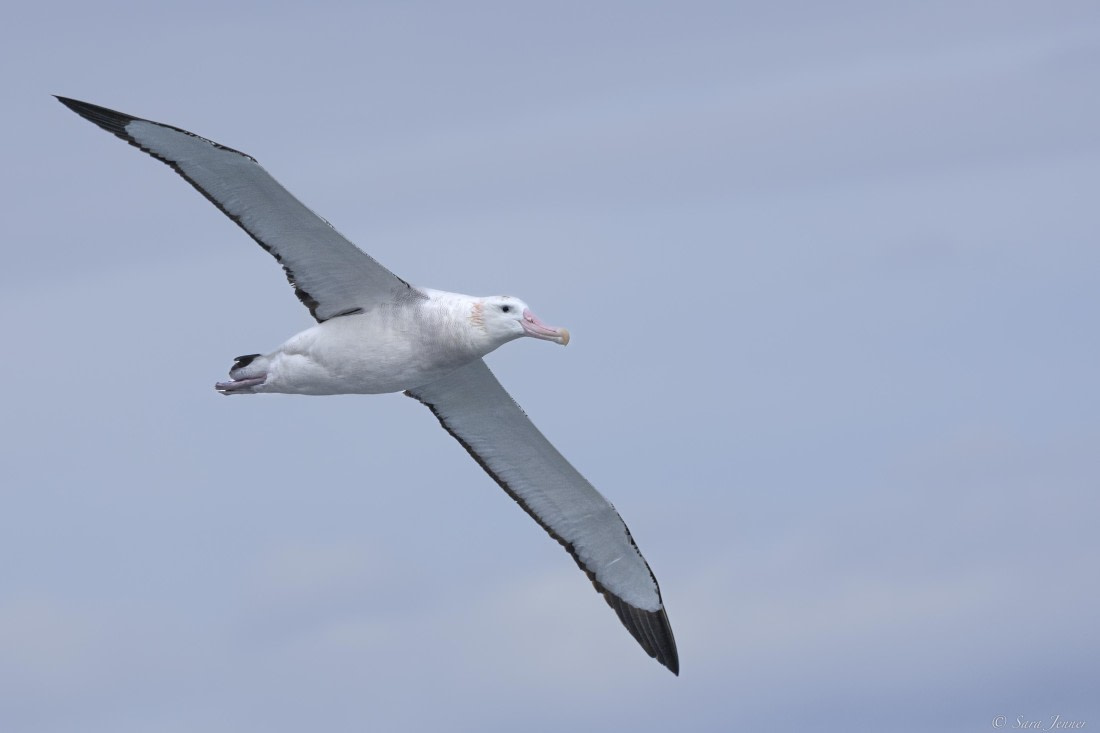 OTL31-25, Day 2, Albatross 1 © Sara Jenner  - Oceanwide Expeditions.jpg