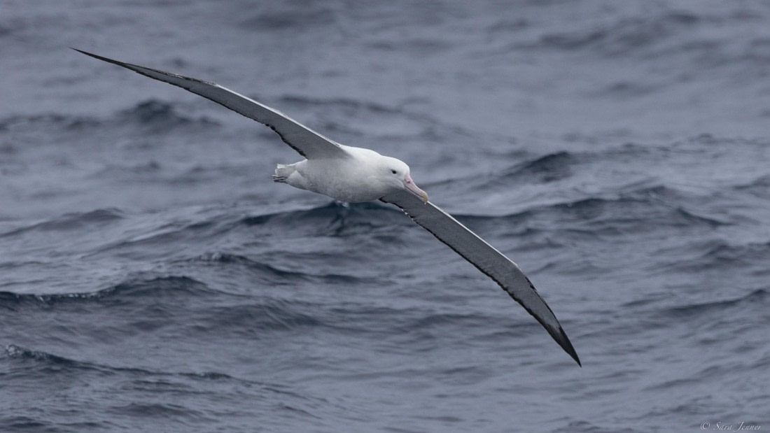 OTL31-25, Day 2, Albatross 2 © Sara Jenner  - Oceanwide Expeditions.jpg