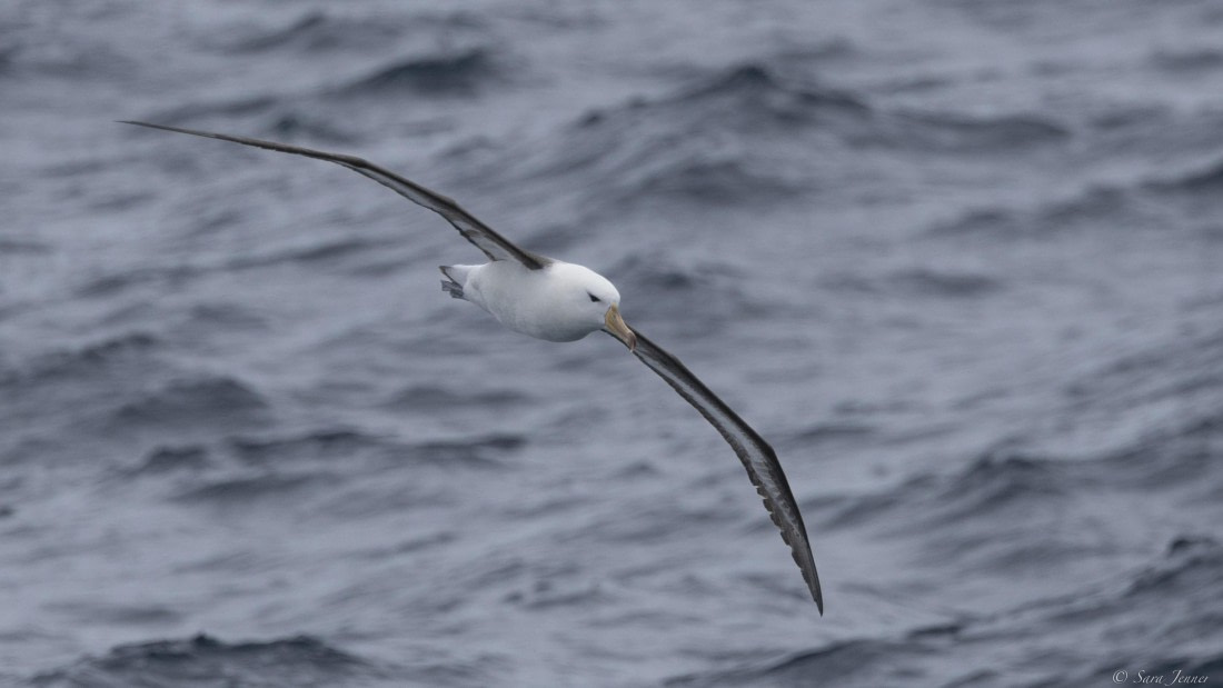 OTL31-25, Day 2, Albatross 3 © Sara Jenner  - Oceanwide Expeditions.jpg