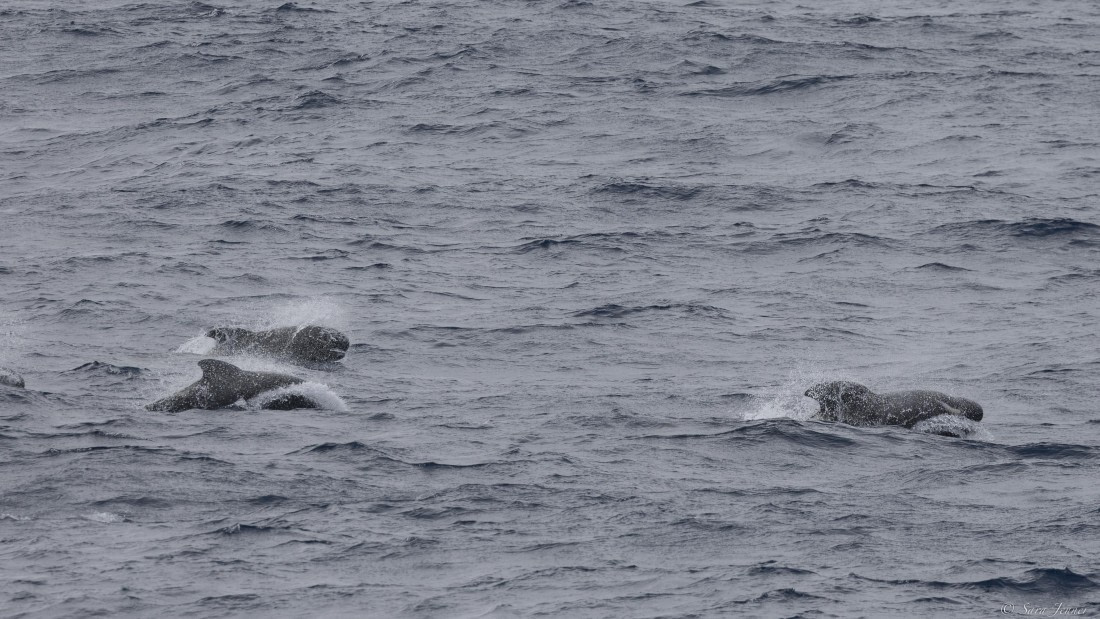 OTL31-25, Day 3, Pilot whale 2© Sara Jenner - Oceanwide Expeditions.jpg