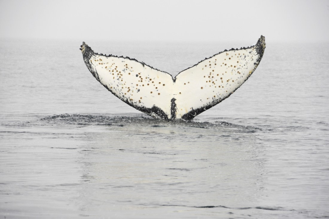 OTL31-25, Day 4, Gary 13Mar25-Whale fluke Wilhelmina Bay © Gary Miller - Oceanwide Expeditions.JPG