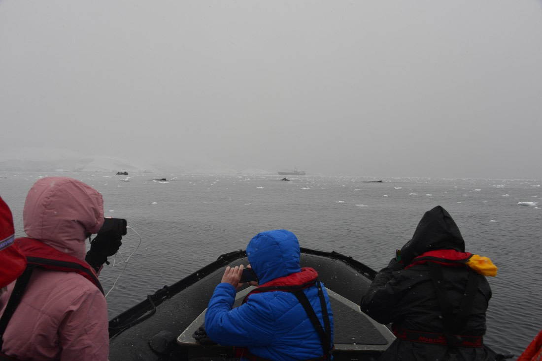 OTL31-25, Day 4, Gary-13Mar25-3Whales Zodiacs and ship-Wilhelmina Bay © Gary Miller - Oceanwide Expeditions.JPG