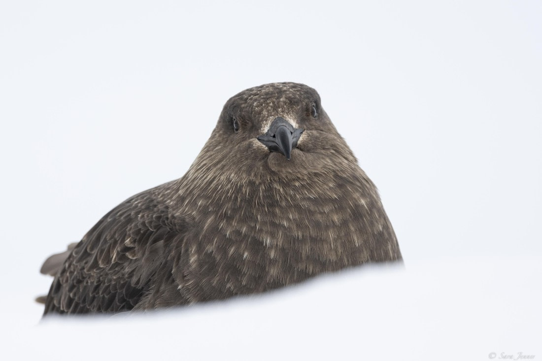 OTL31-25, Day 4, Skua-2© Sara Jenner - Oceanwide Expeditions.jpg