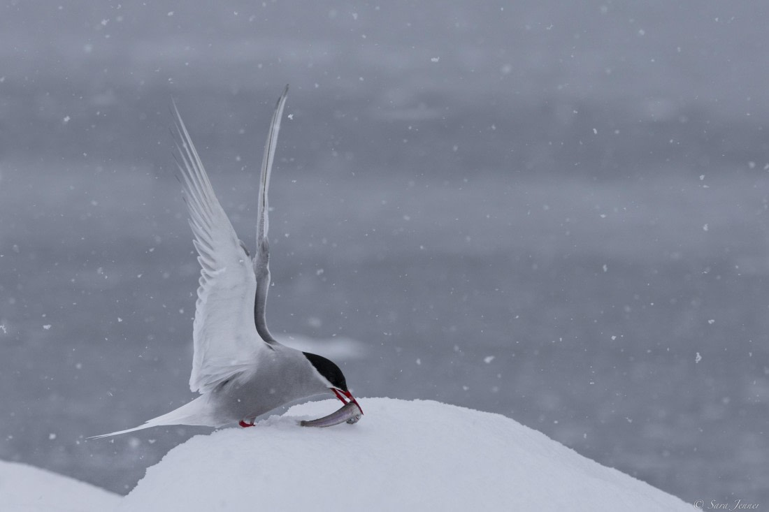 OTL31-25, Day 4, Tern © Sara Jenner - Oceanwide Expeditions.jpg