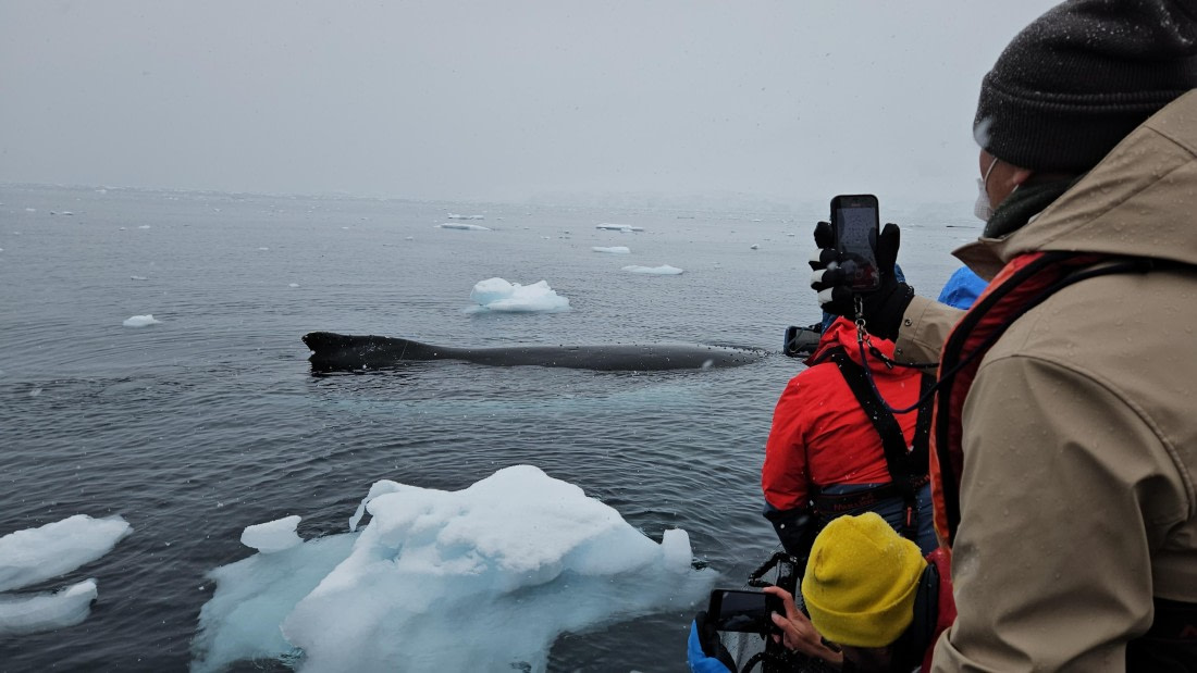 OTL31-25, Day 4, whale watching© Unknown photographers - Oceanwide Expeditions.jpg