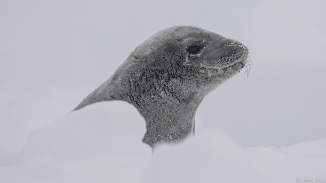 OTL31-25, Day 5, Crabeater 1 © Sara Jenner - Oceanwide Expeditions.jpg