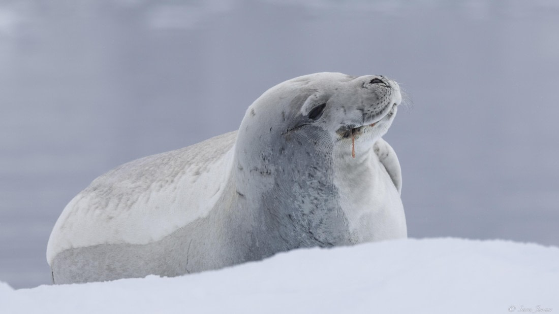 OTL31-25, Day 5, Crabeater 3 © Sara Jenner - Oceanwide Expeditions.jpg