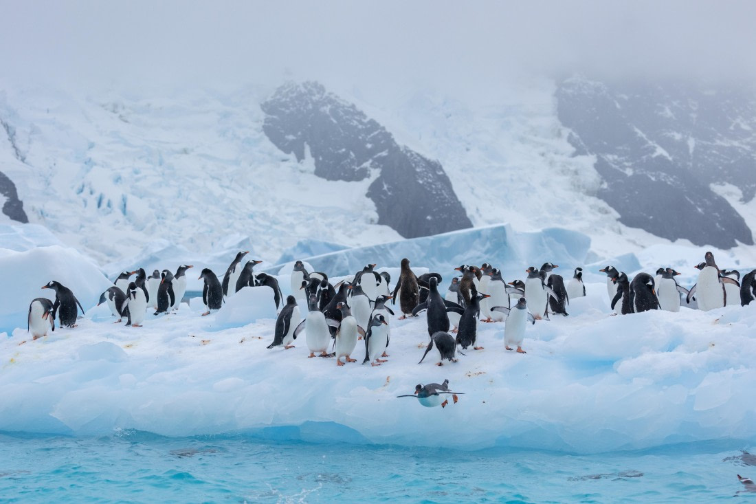 OTL31-25, Day 5, FZ1A4917 © Unknown photographer - Oceanwide Expeditions.jpg