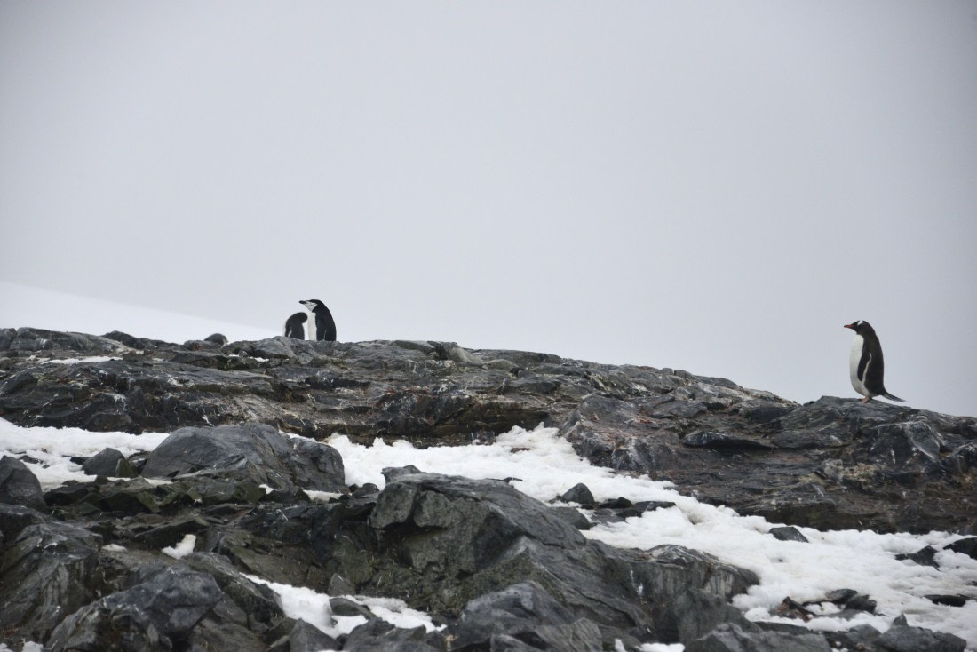 OTL31-25, Day 5, Gary-14Mar25-Port Charcot-Chinstrap © Gary Miller - Oceanwide Expeditions.JPG