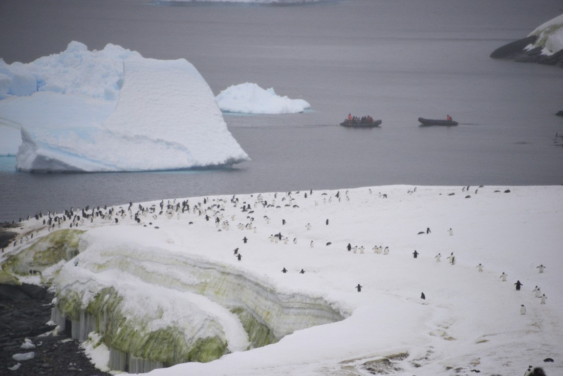 OTL31-25, Day 5, Gary-14Mar25-PortCharcot-Gentoo landing site © Gary Miller - Oceanwide Expeditions.JPG