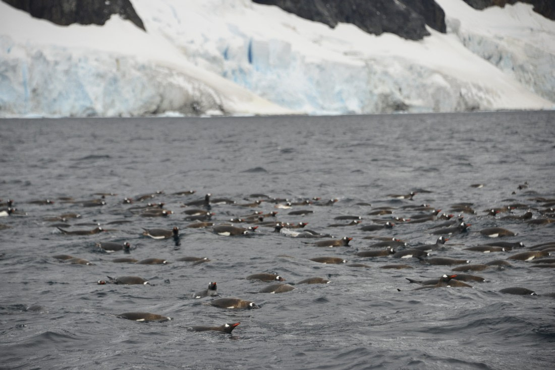 OTL31-25, Day 5, Gary-14Mar25-PortCharcot-Gentoos swimming1 © Gary Miller - Oceanwide Expeditions.JPG