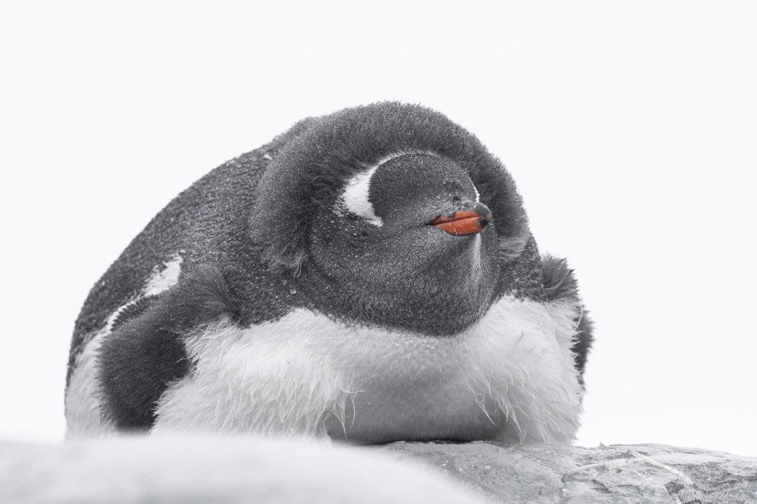 OTL31-25, Day 5, Gentoo moulting © Sara Jenner - Oceanwide Expeditions.jpg