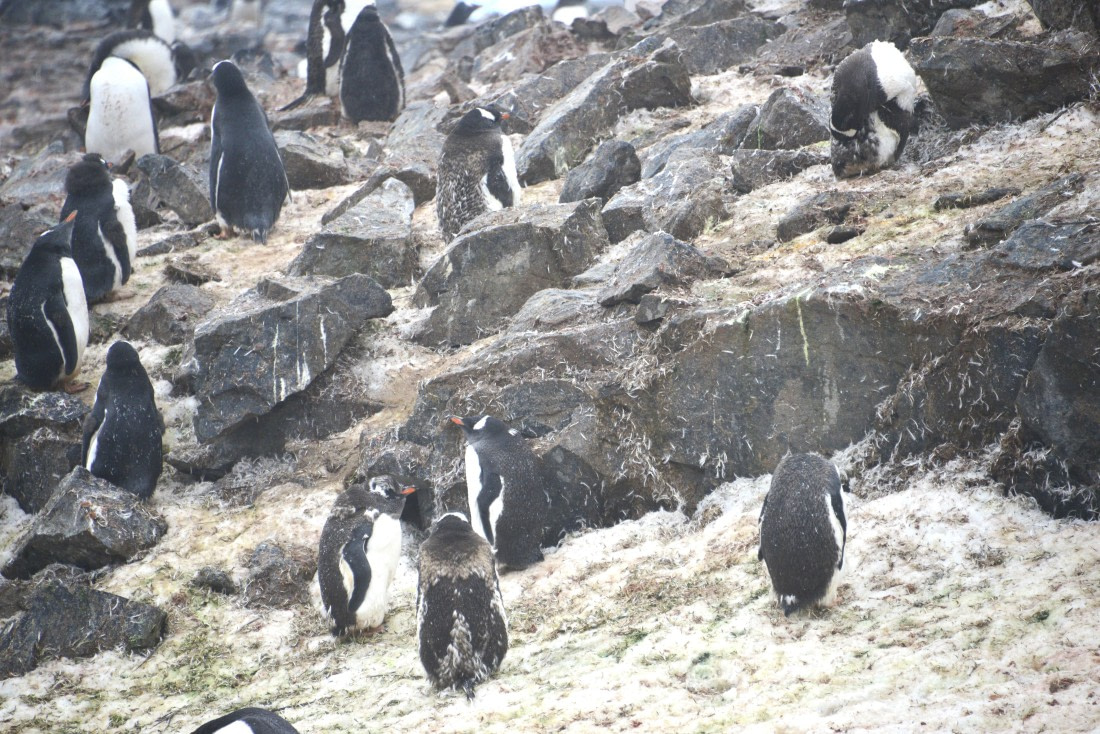 OTL31-25, Day 5, Gary-14Mar-PortCharcot-Molting Gentoos © Gary Miller - Oceanwide Expeditions.JPG