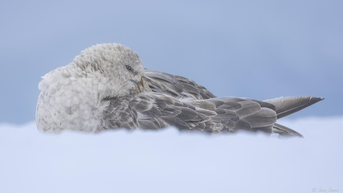OTL31-25, Day 5, Petrel 1© Sara Jenner - Oceanwide Expeditions.jpg