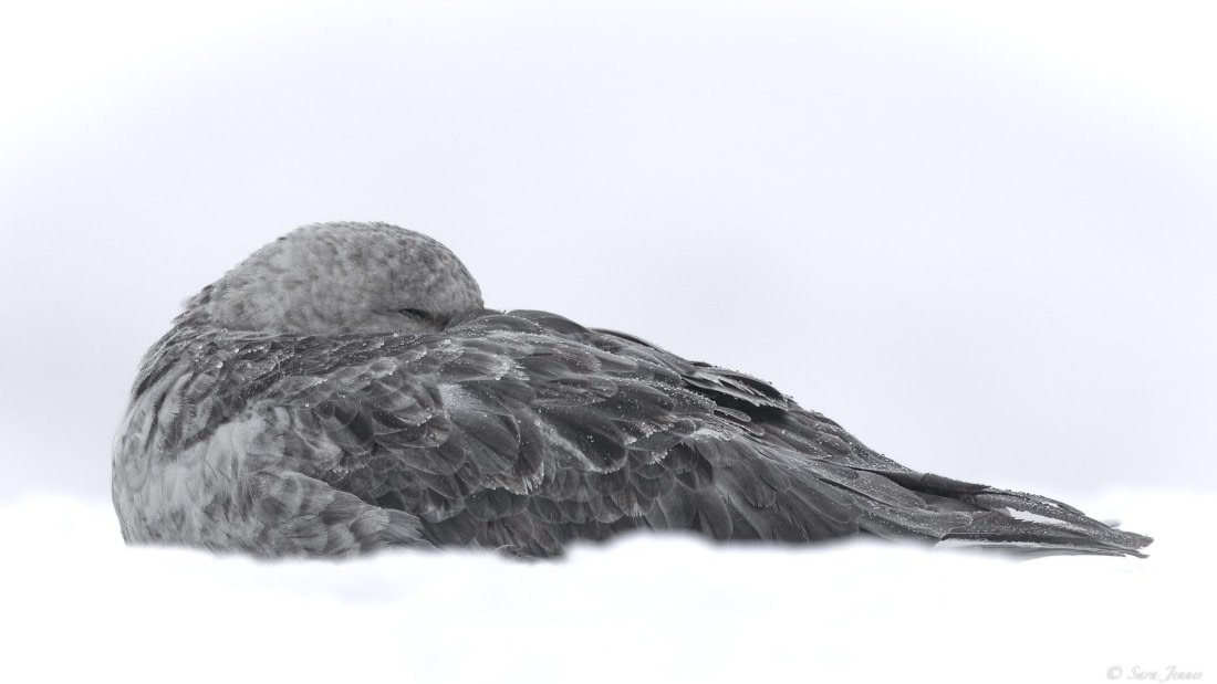 OTL31-25, Day 5, Petrel 2© Sara Jenner - Oceanwide Expeditions.jpg