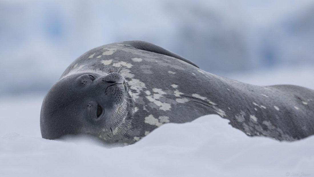 OTL31-25, Day 5, Weddell Seal© Sara Jenner - Oceanwide Expeditions.jpg