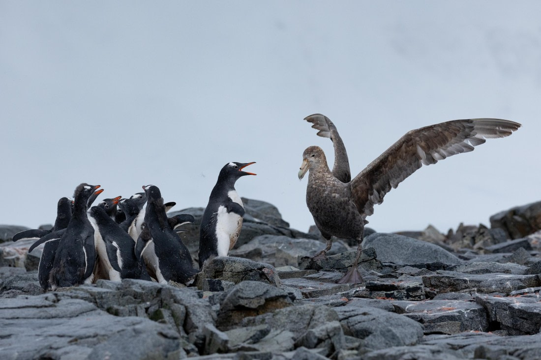 OTL31-25, Day 7, FZ1A5134 © Unknown photographer - Oceanwide Expeditions.jpg