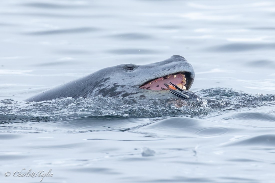 OTL31-25, Day 7, FZ1A5368 © Unknown photographer - Oceanwide Expeditions.jpg