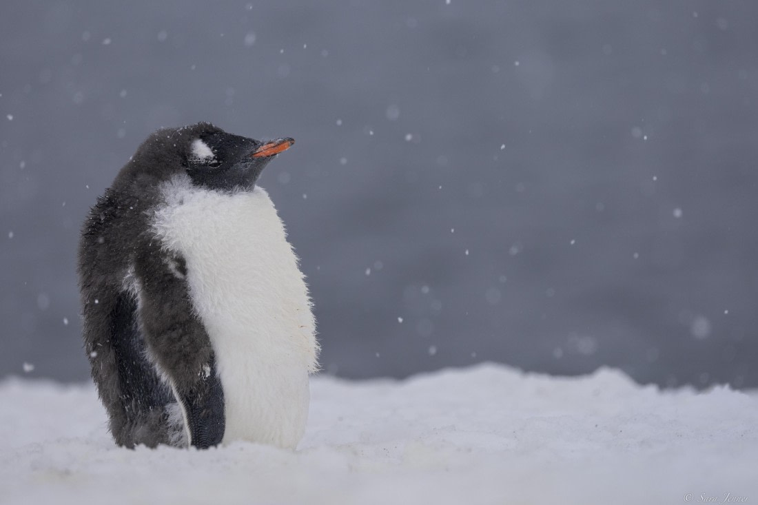 OTL31-25, Day 7, Gentoo in the snow © Sara Jenner - Oceanwide Expeditions.jpg