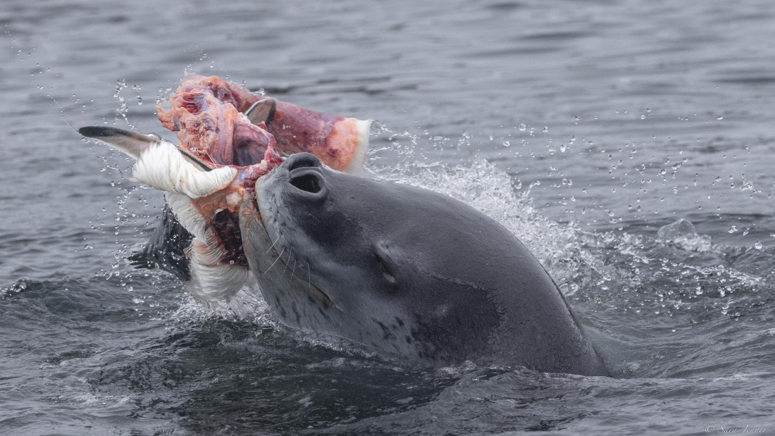 OTL31-25, Day 7, Leopard Seal 2© Sara Jenner - Oceanwide Expeditions.jpg