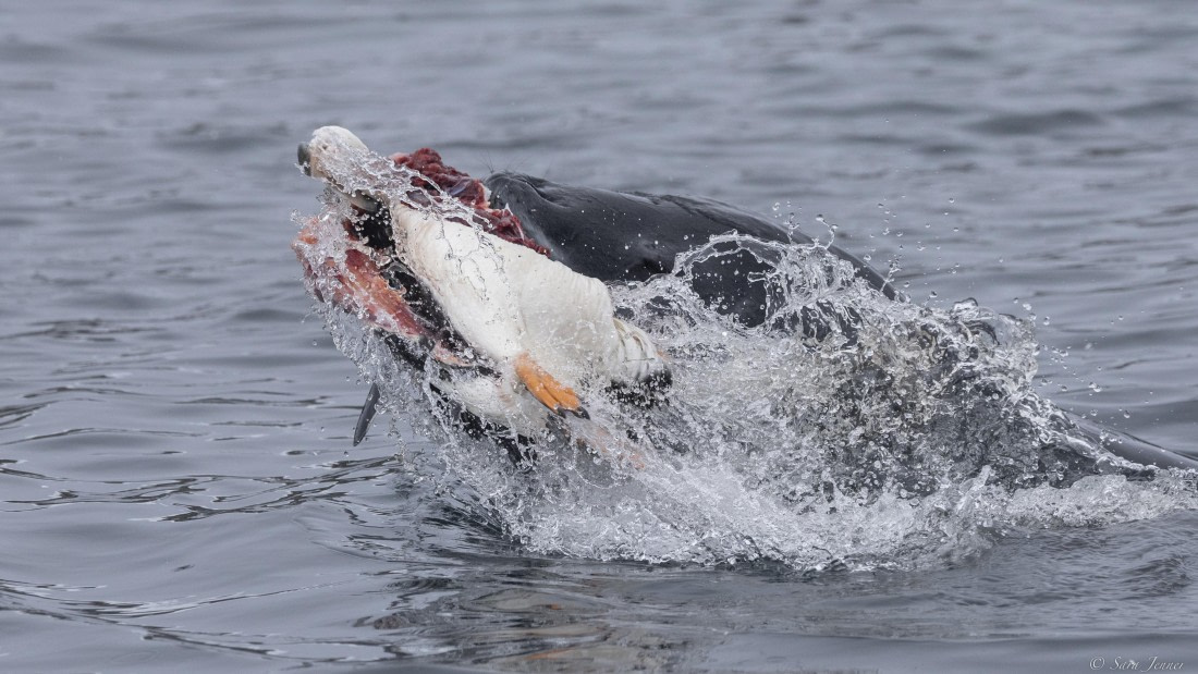 OTL31-25, Day 7, Leopard seal 5© Sara Jenner - Oceanwide Expeditions.jpg