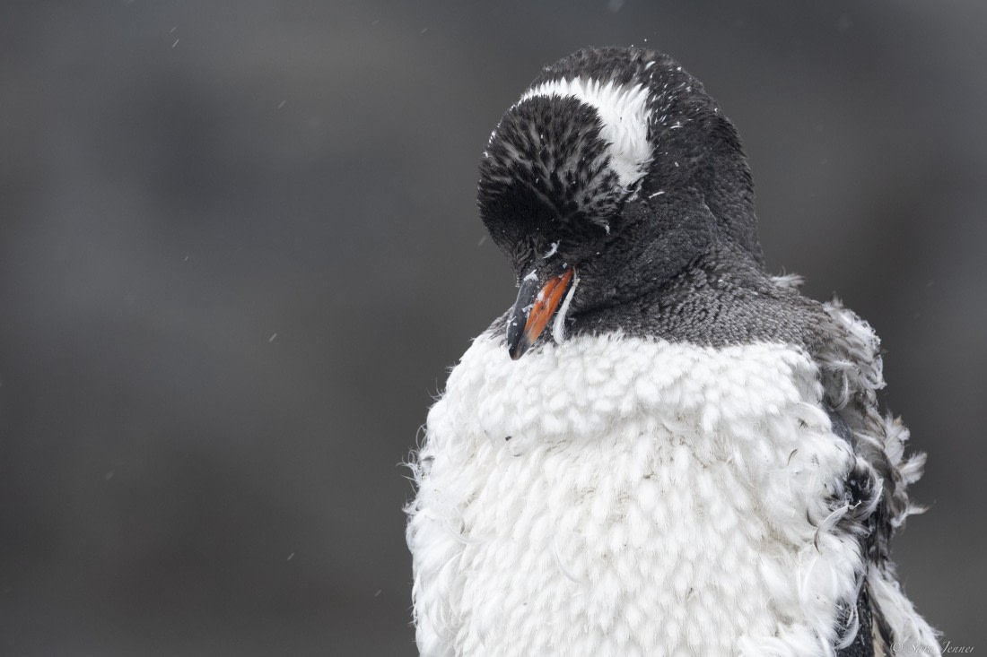 OTL31-25, Day 7, Moulting gentoo© Sara Jenner - Oceanwide Expeditions.jpg