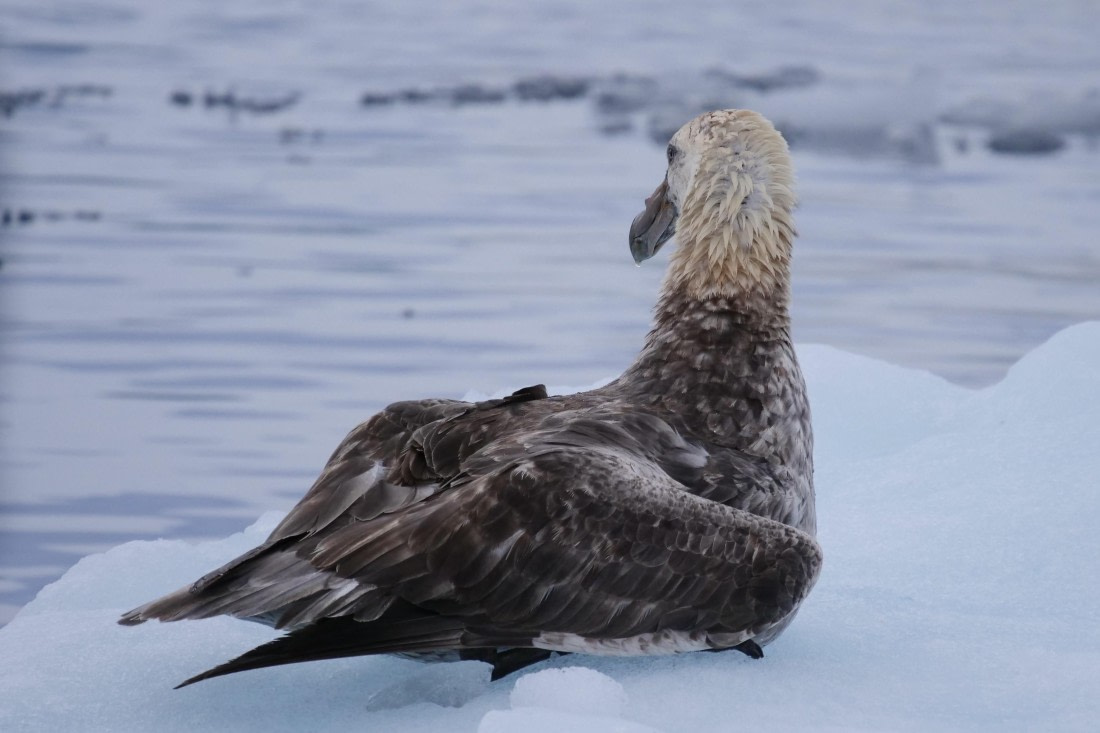 OTL31-25, Day 7, P1113688© Unknown photographer - Oceanwide Expeditions.jpg