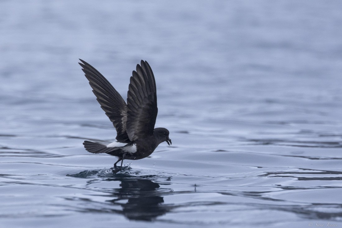 OTL31-25, Day 7, Wilsons storm petrel© Sara Jenner - Oceanwide Expeditions.jpg