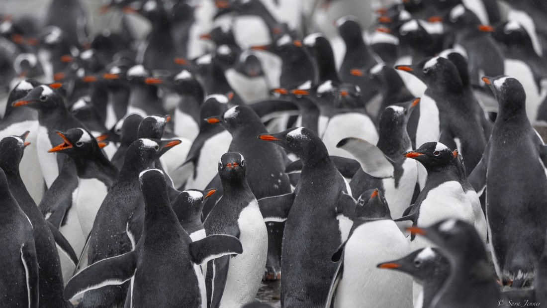 OTL31-25, Day 8, Danco Island © Sara Jenner - Oceanwide Expeditions.jpg