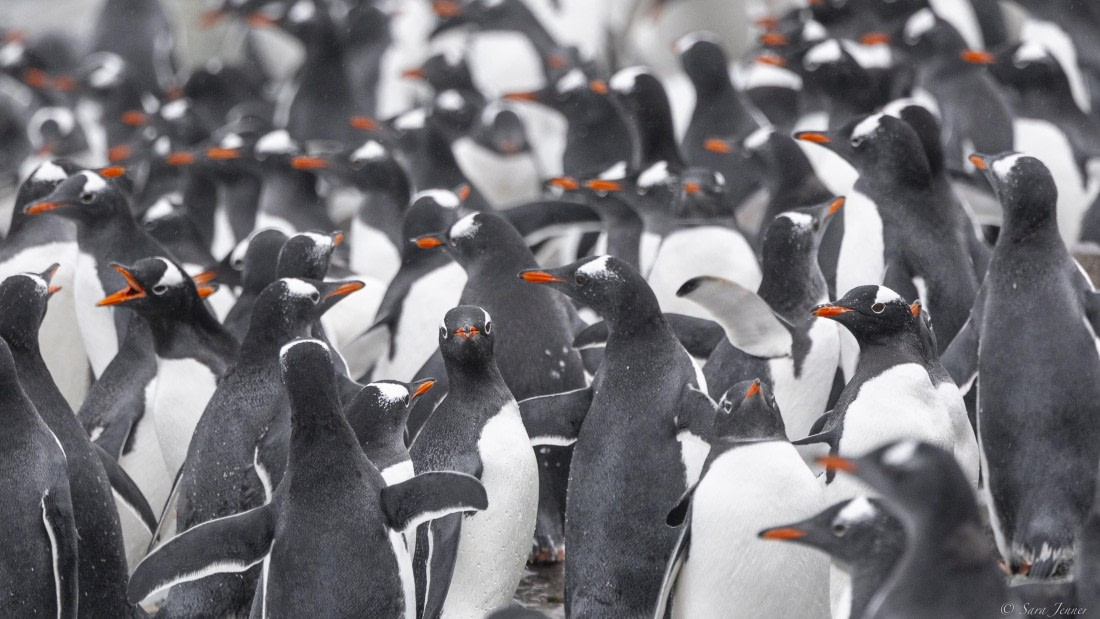 OTL31-25, Day 8, Danco Island 1 © Sara Jenner - Oceanwide Expeditions.jpg