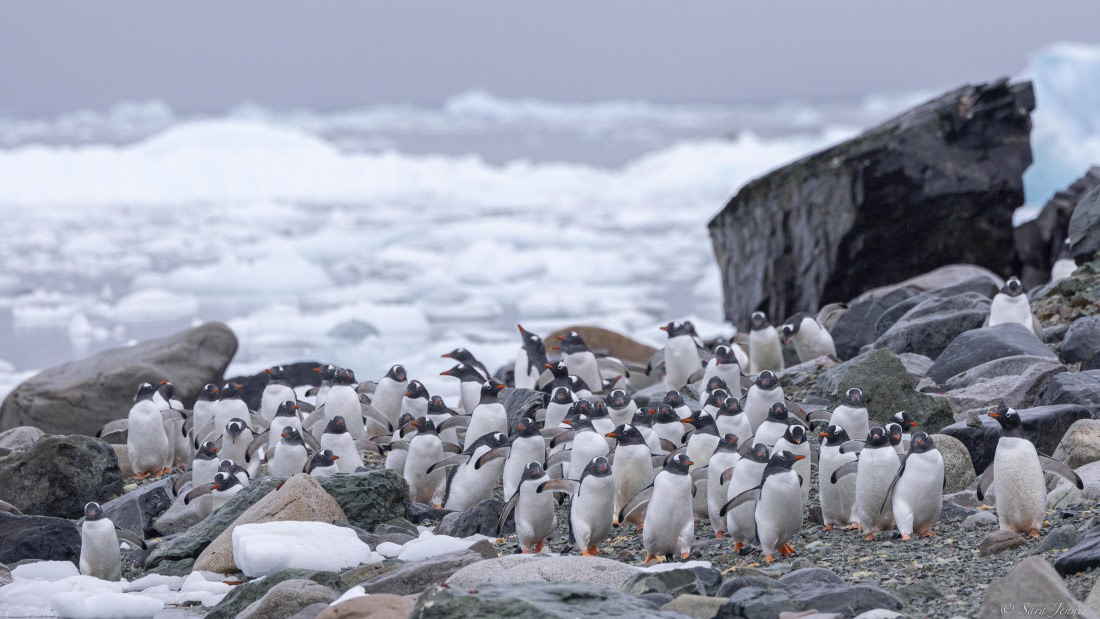 OTL31-25, Day 8, Danco Island 3 © Sara Jenner - Oceanwide Expeditions.jpg