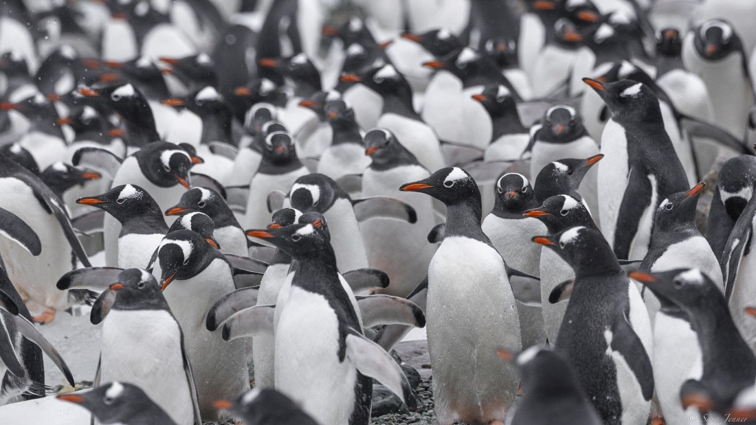 OTL31-25, Day 8, Danco Island 4 © Sara Jenner - Oceanwide Expeditions.jpg