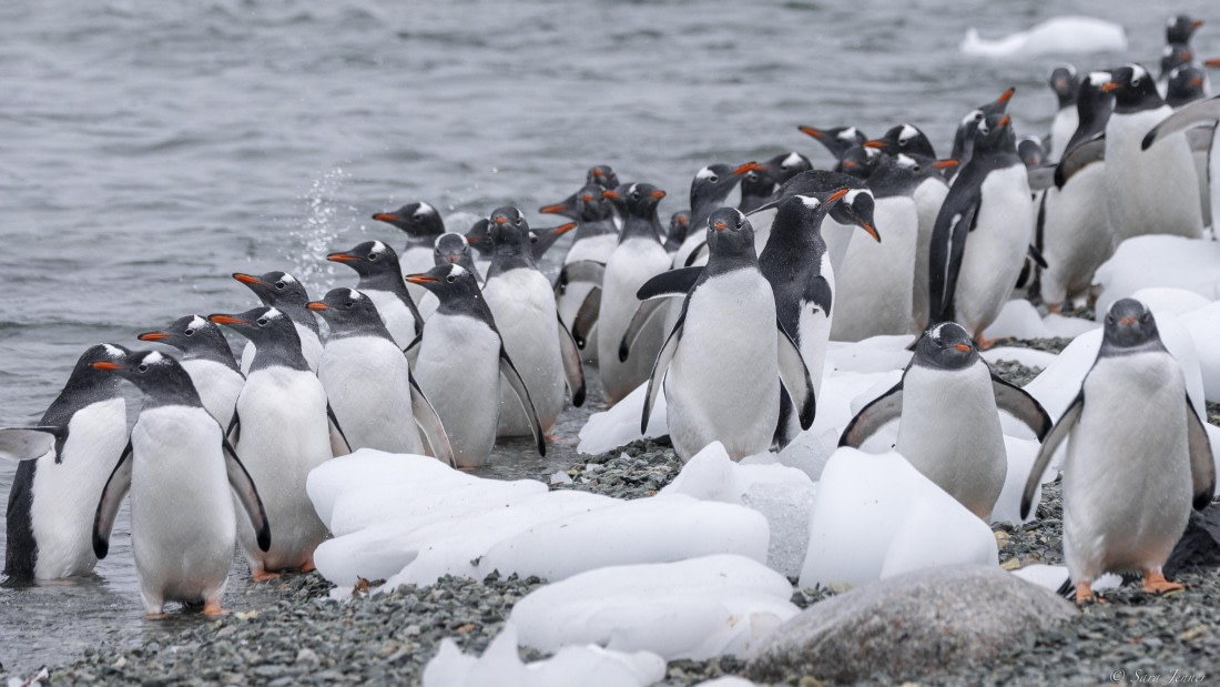 OTL31-25, Day 8, Danco Island 5 © Sara Jenner - Oceanwide Expeditions.jpg