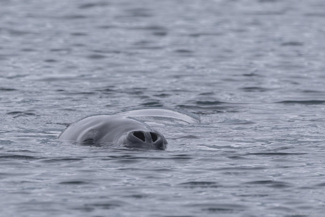 OTL31-25, Day 8, Leopard Seal© Sara Jenner - Oceanwide Expeditions.jpg