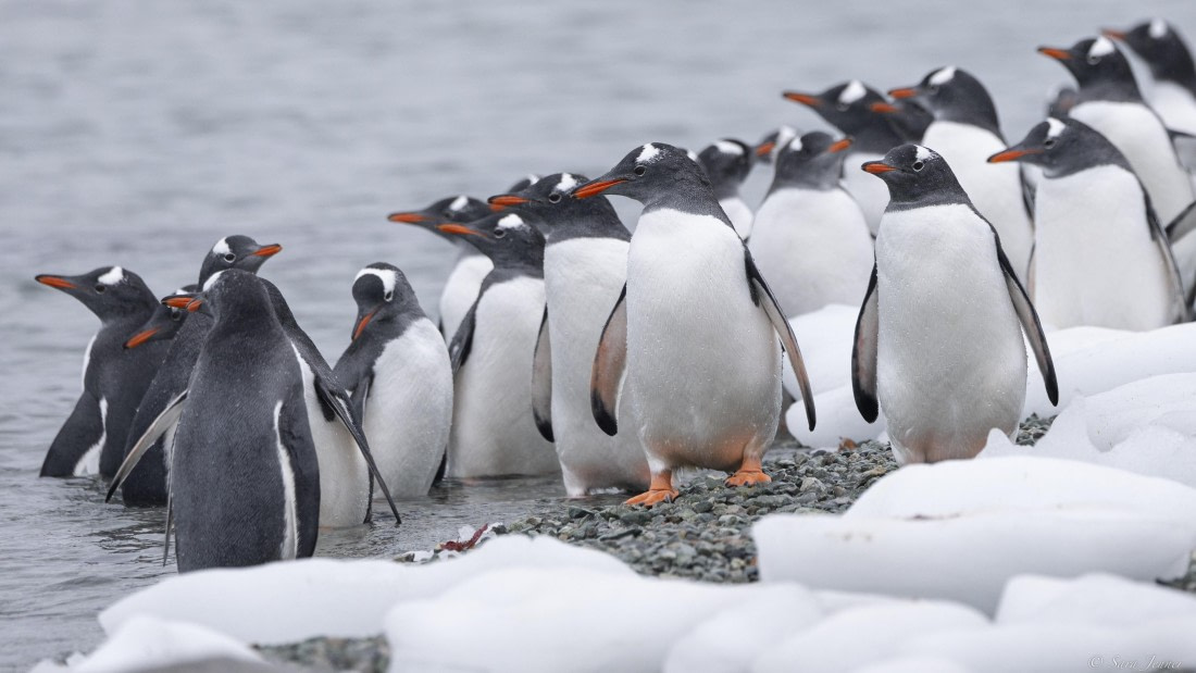OTL31-25, Day 8, Danco Island 6 © Sara Jenner - Oceanwide Expeditions.jpg