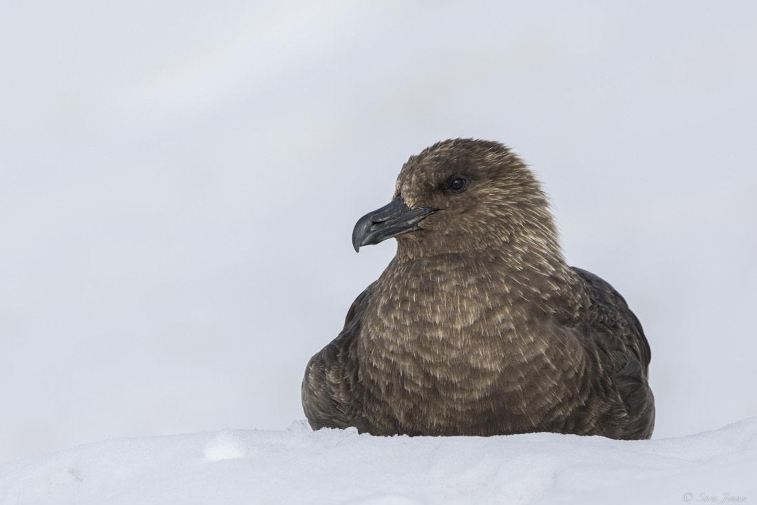 OTL31-25, Day 8, Skua© Sara Jenner - Oceanwide Expeditions.jpg
