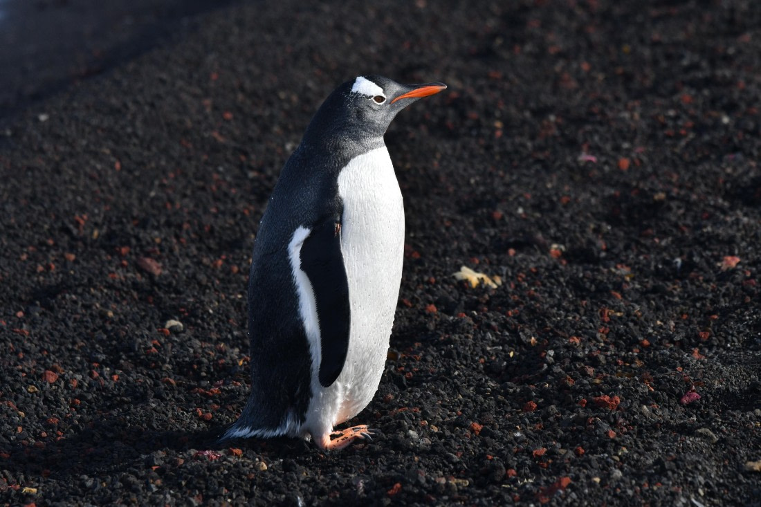 OTL31-25, Day 9, Gentoo Deception © Saskia van der Meij - Oceanwide Expeditions.JPG