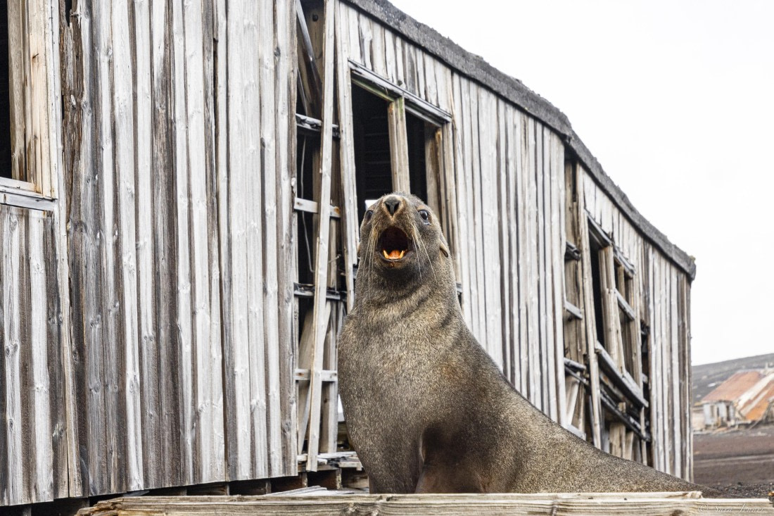 OTL31-25, Day 9, Whalers Bay 2© Sara Jenner - Oceanwide Expeditions.jpg
