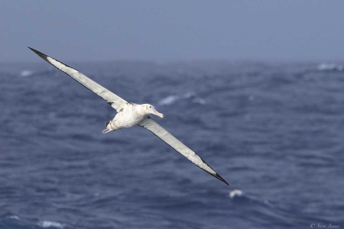 OTL31-25, Day 11, Albatross 1 (2) © Sara Jenner  - Oceanwide Expeditions.jpg