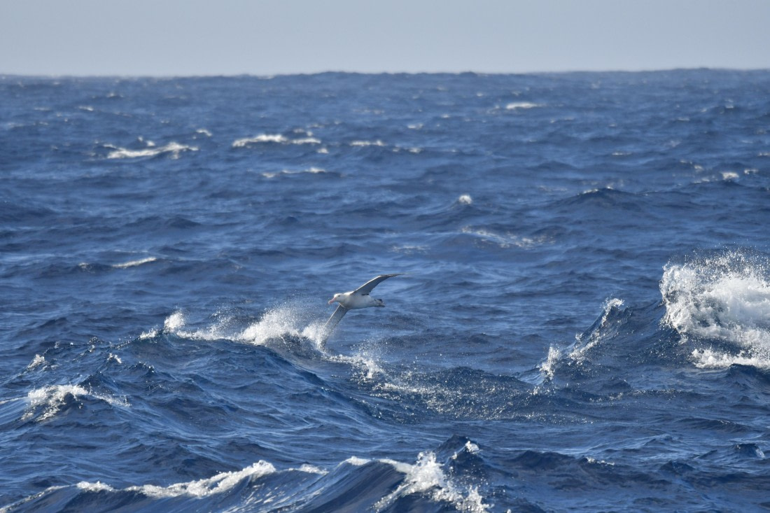 OTL31-25, Day 11, Albatross 5 © Saskia van der Meij - Oceanwide Expeditions.JPG