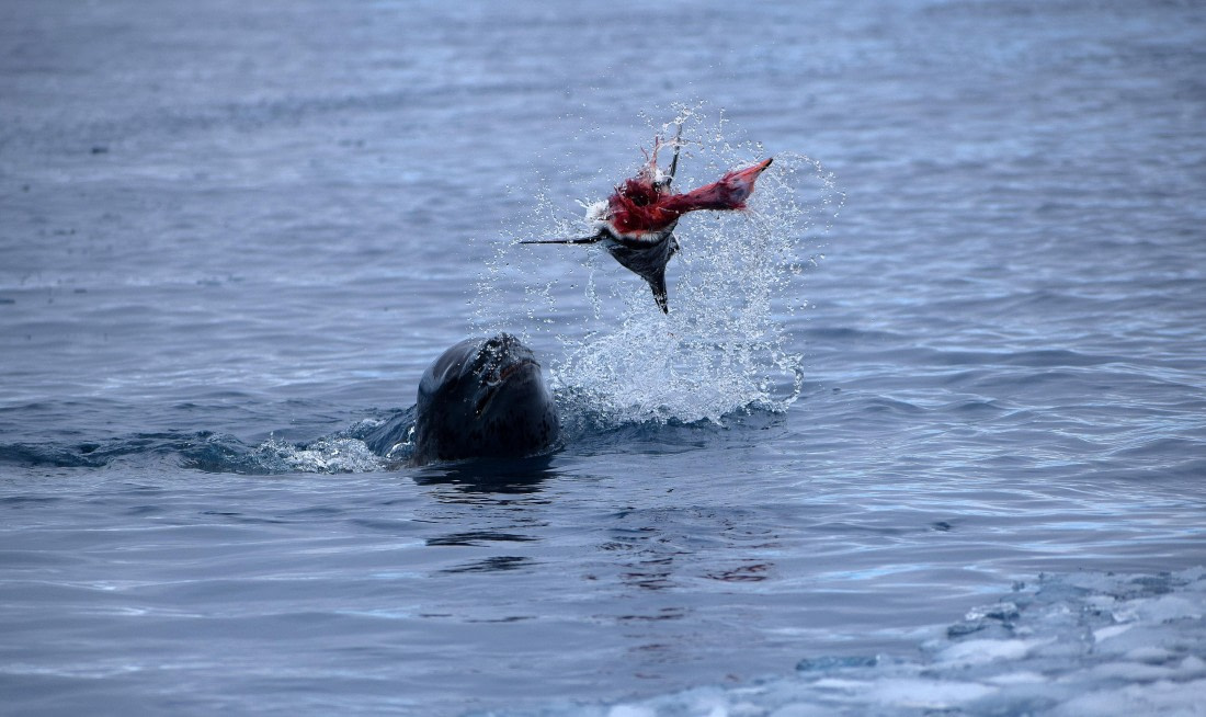 Skinning the penguin