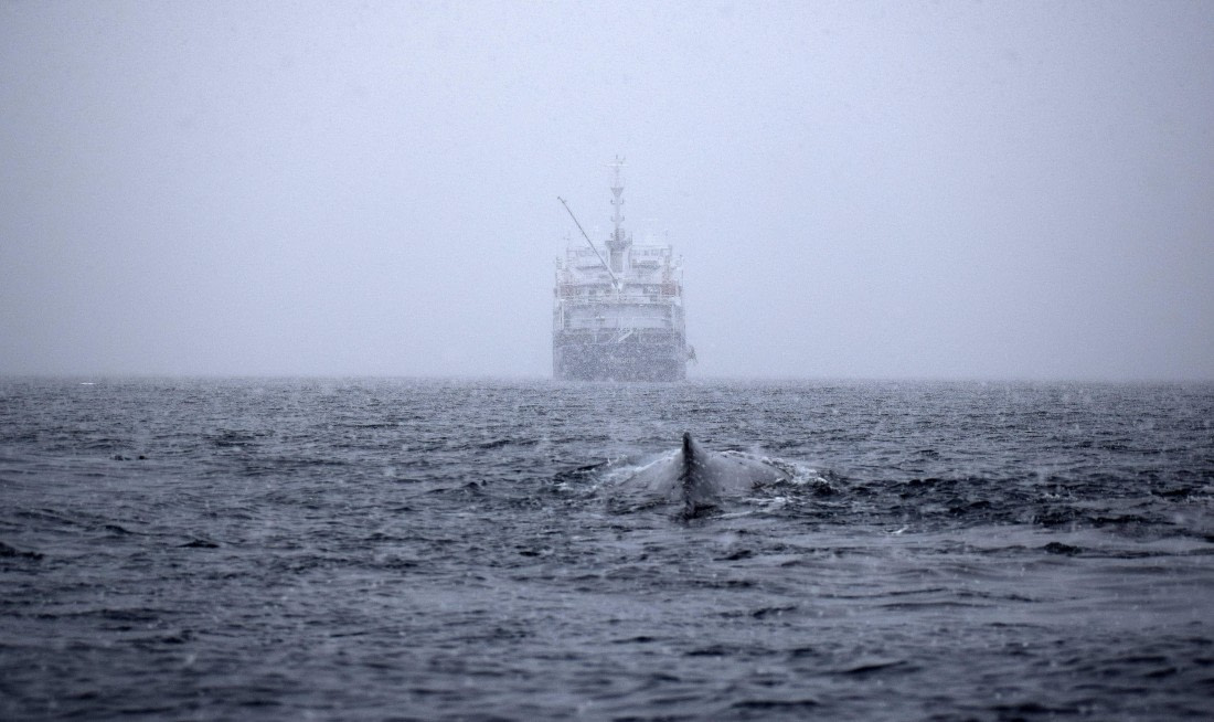 Plancius and the whale